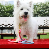 Hold It! Rainbow Dog Leash