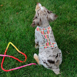 Birthday Candles Dog Harness