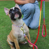 Hold It! Rainbow Dog Leash