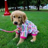 Candle T-Shirt For Dogs